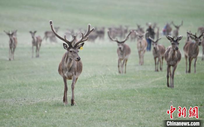 2022年夏日時(shí)節(jié)，甘肅張掖市肅南縣祁連山下的馬鹿養(yǎng)殖基地。(資料圖) 楊艷敏 攝