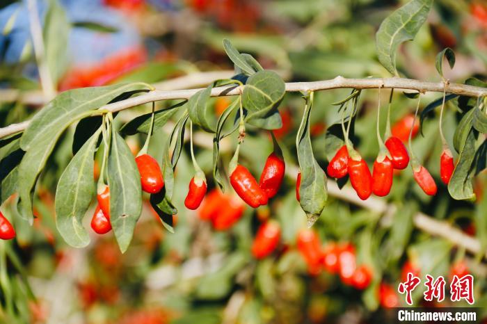 圖為柴達(dá)木盆地有機(jī)枸杞。　孫睿 攝