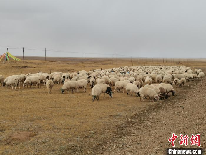 圖為瑪多藏羊?！‖敹嗫h委宣傳部 供圖