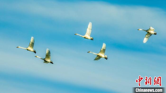 圖為天鵝在空中飛翔?！『螁⒔?攝