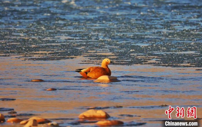 圖為赤麻鴨自在游曳。　白日丁布江才 攝