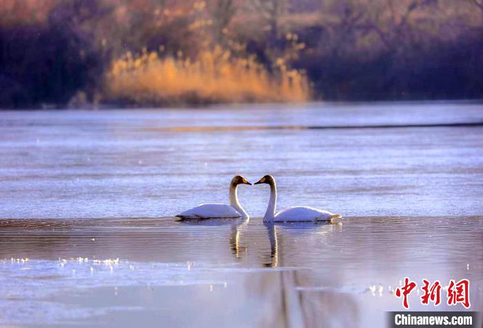 圖為天鵝在湖面嬉戲?！◇泱憔?攝