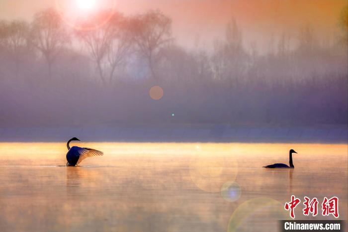 圖為天鵝在湖面嬉戲?！◇泱憔?攝