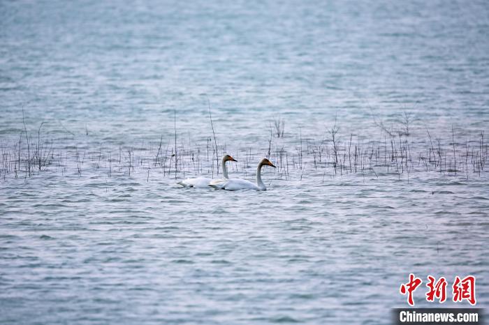 圖為天鵝在湖面嬉戲?！◇泱憔?攝