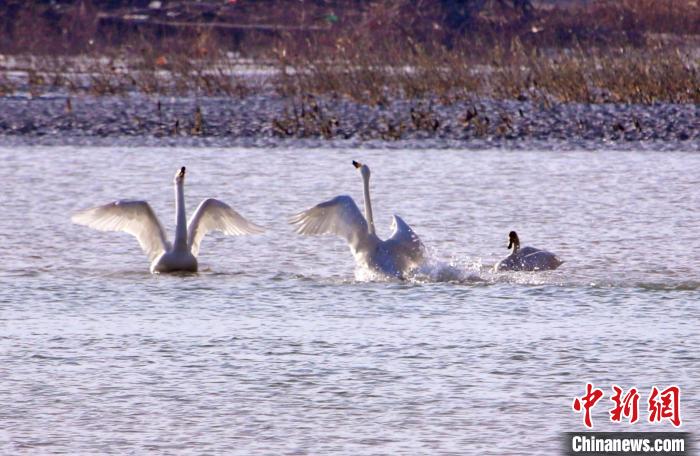 圖為黃河岸畔貴德縣迎來(lái)天鵝“做客”。　筱筱君 攝