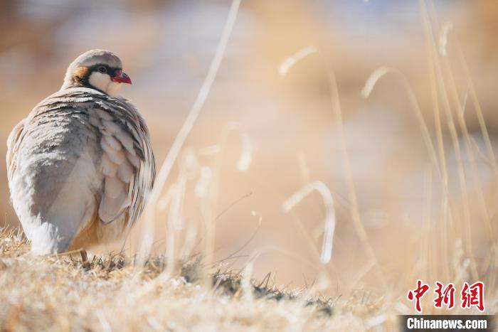 圖為都蘭縣境內(nèi)的鳥(niǎo)類?！±?攝