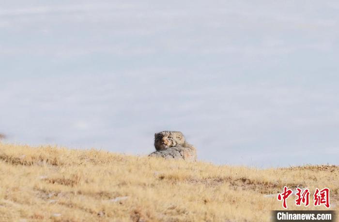 圖為回頭張望的兔猻?！±?攝