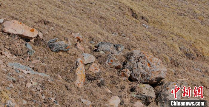 圖為兔猻。　拉毛杰 攝