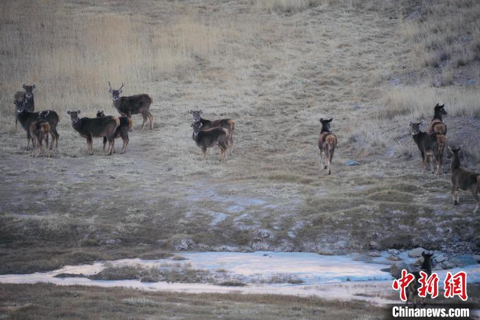圖為都蘭縣境內(nèi)的野生動(dòng)物。　拉毛杰 攝