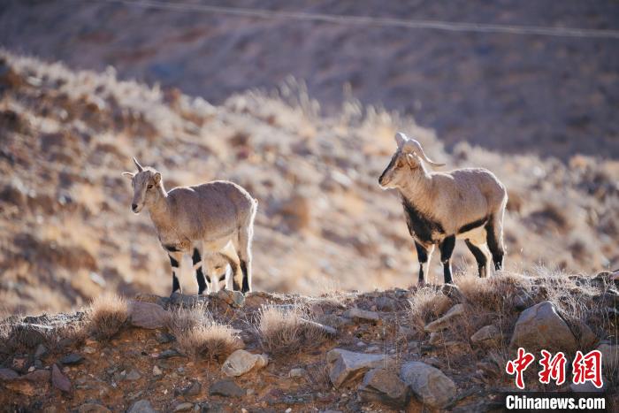 圖為都蘭縣境內(nèi)的野生動(dòng)物?！±?攝