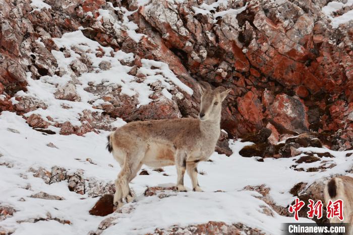 圖為在雪中悠然自得的巖羊?！“兹斩〔冀?攝