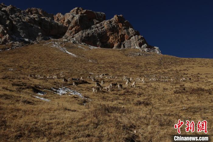 圖為巖羊群?！“兹斩〔冀?攝