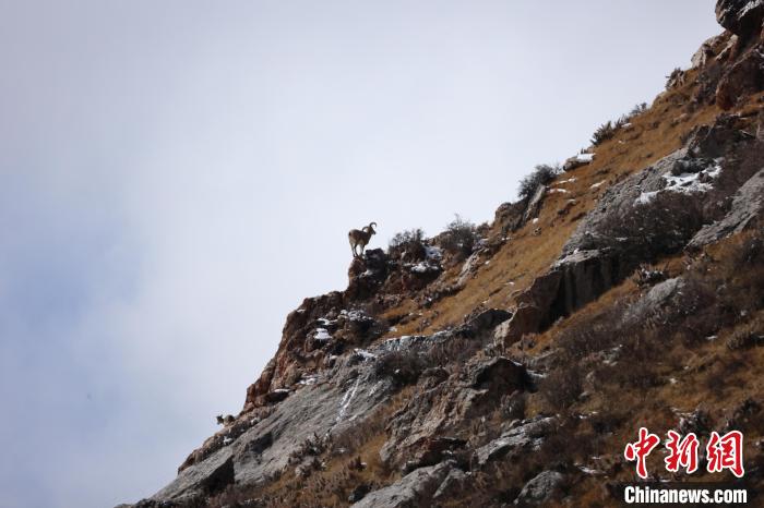 圖為在山崖上站立的巖羊。　白日丁布江才 攝