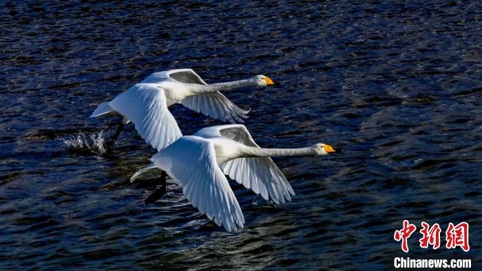 圖為兩只大天鵝?！?yán)桉 攝