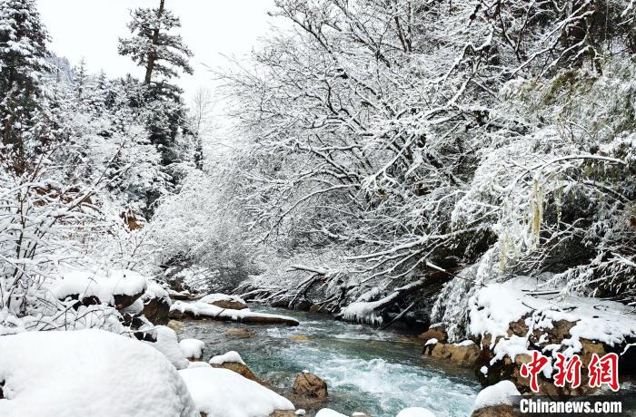 大熊貓國家公園王朗片區(qū)春雪如畫，宛若仙境?！×_春平 攝