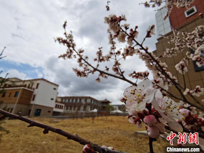 青海：初春遇降雪，百里不同“風”
