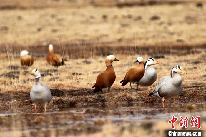 圖為斑頭雁和赤麻鴨?！“?攝