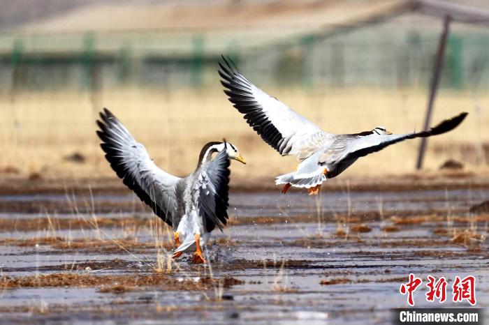 圖為斑頭雁嬉戲飛翔?！“?攝
