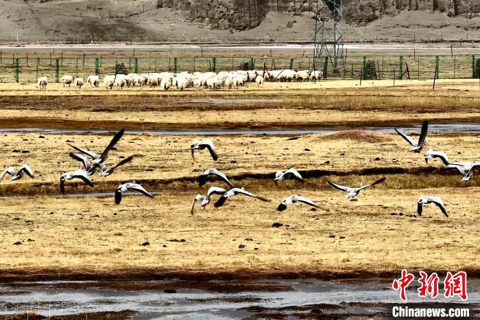 圖為斑頭雁在羊群邊飛翔?！“?攝