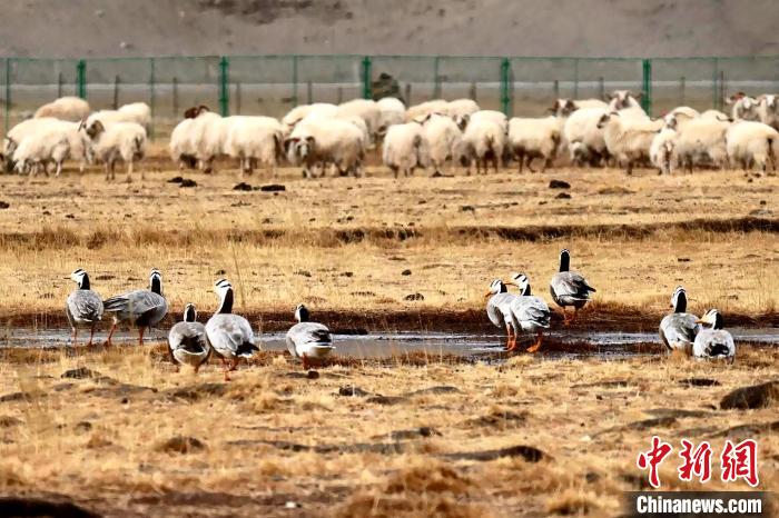 圖為羊群邊的成群斑頭雁。　包雷 攝