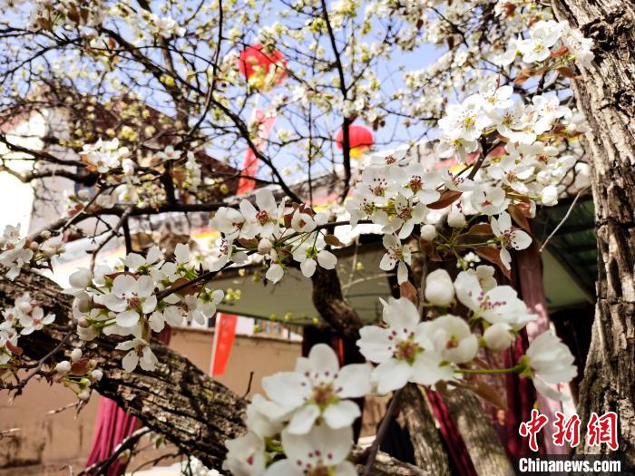 青海尖扎噶達(dá)莊園：百年“后花園”梨花盛開(kāi)，舉目皆春色