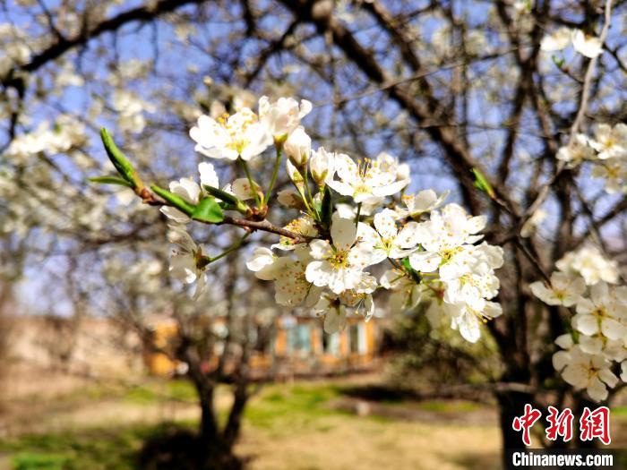 圖為梨花?！?zhí)砀?攝