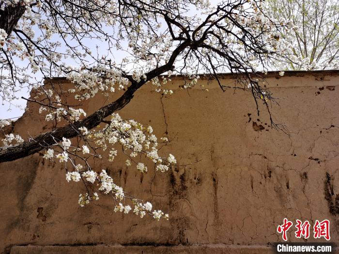 圖為一面土墻旁邊的梨花?！?zhí)砀?攝