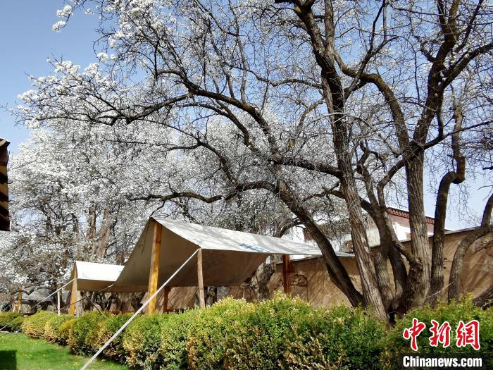 圖為尖扎噶達(dá)莊園內(nèi)的梨花?！?zhí)砀?攝