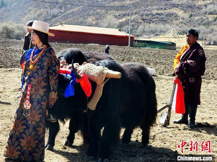 圖為藏族民眾牽著耕牛參加春耕儀式?！⊥觖惿?供圖