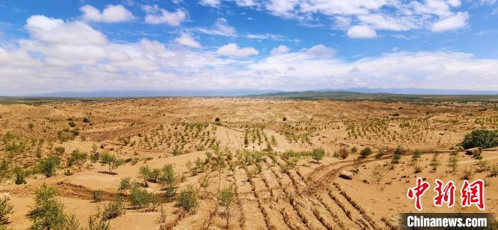 資料圖為貴南縣黃沙頭的防沙治沙草方格?！∑钤鲚?攝