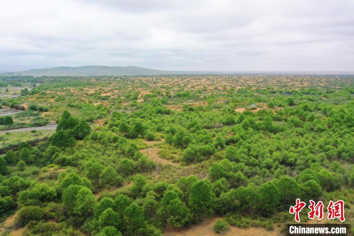 資料圖為航拍黃沙頭防沙治沙區(qū)植被?！∑钤鲚?攝