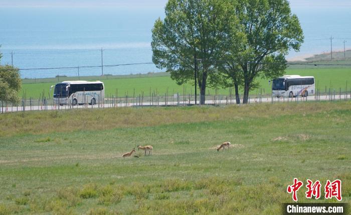 圖為成群普氏原羚在草場上愜意覓食，悠閑自在?！●R銘言 攝