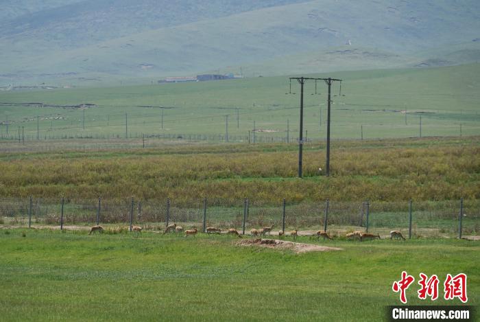 圖為成群普氏原羚在草場上愜意覓食，悠閑自在?！●R銘言 攝