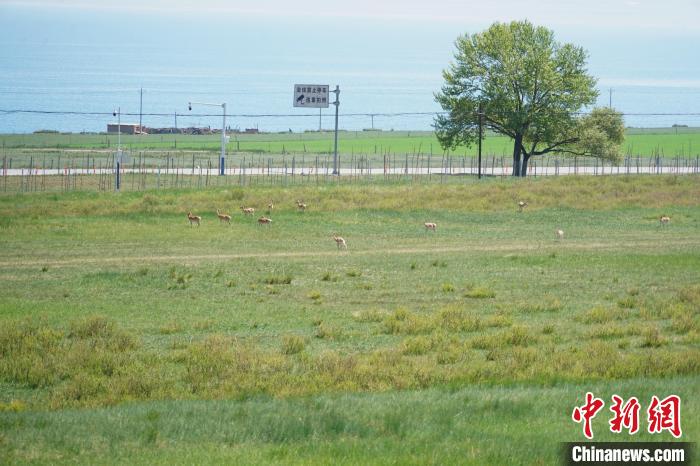 圖為成群普氏原羚在草場上愜意覓食，悠閑自在。　馬銘言 攝