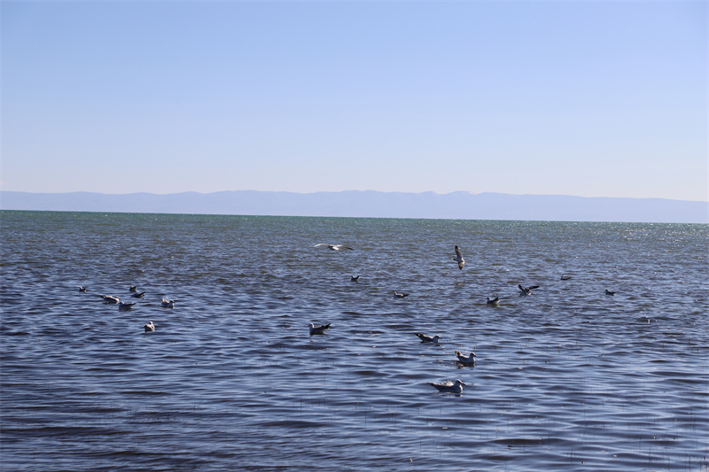青海湖北岸仙女灣。才旦桑吾攝