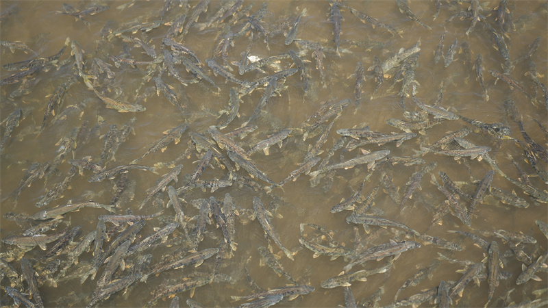 青海湖裸鯉。