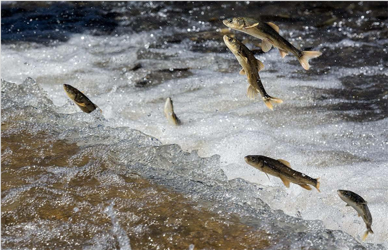 湟魚洄游。才旦桑吾攝