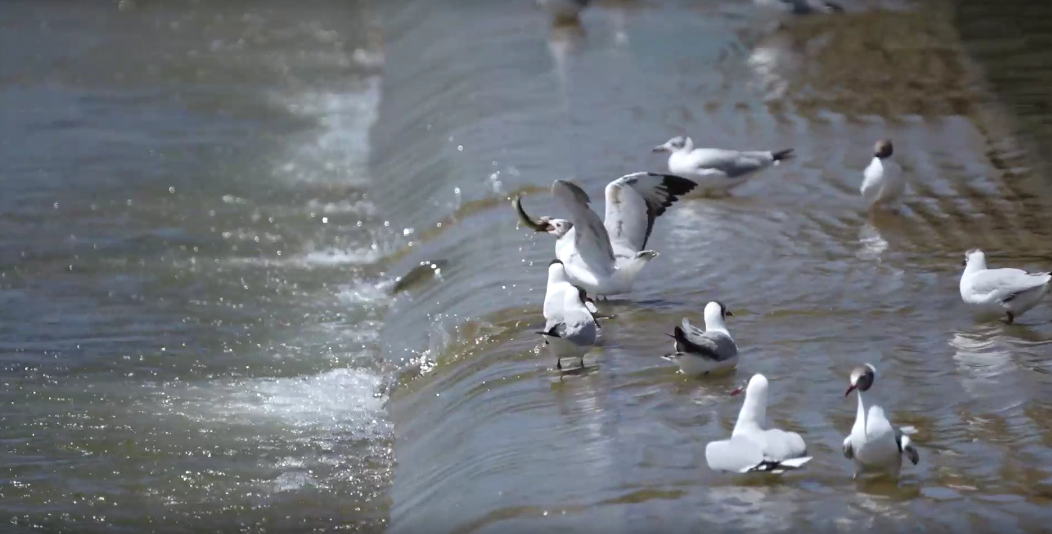 湟魚洄游奇觀。包雷攝