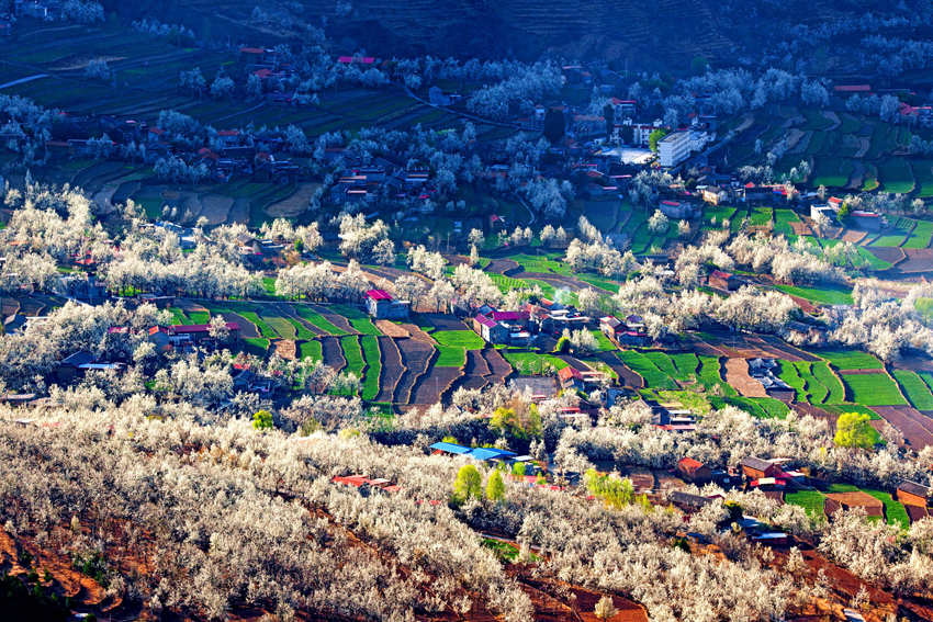 大金川上看梨花，梨云悠悠，滿山遍野潔白一片。金川縣供圖