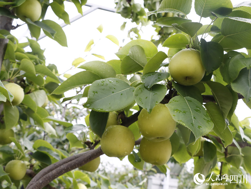 即將上市的雪梨“翠冠”。勾璇攝