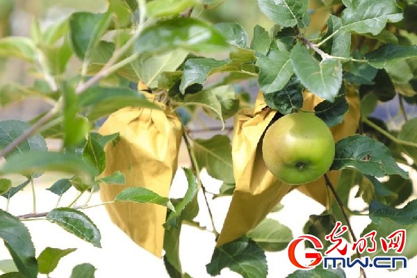 我們的家園｜小蘋果帶動(dòng)大產(chǎn)業(yè)，帶你看看這座阿壩州小村的鄉(xiāng)村振興新模式