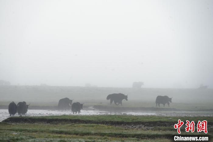 圖為成群牦牛在草灘上戲水漫步，宛如靜美水墨畫(huà)。　馬銘言 攝