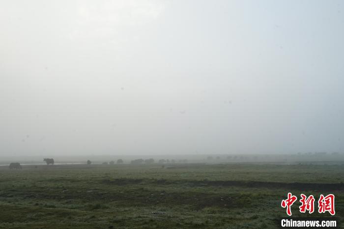 圖為成群牦牛在草灘上覓食、漫步，宛如靜美水墨畫(huà)?！●R銘言 攝