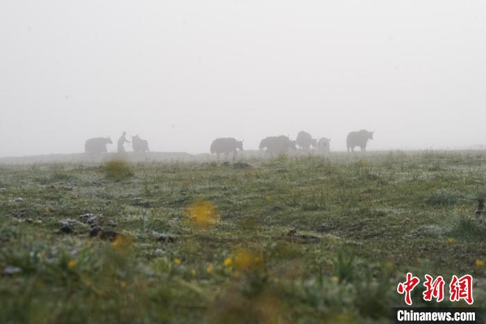 圖為成群牦牛在草灘上覓食、漫步，宛如靜美水墨畫(huà)?！●R銘言 攝