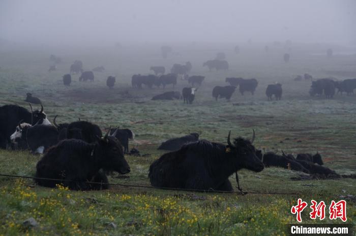 圖為成群牦牛在草灘上覓食、棲息，宛如靜美水墨畫(huà)?！●R銘言 攝