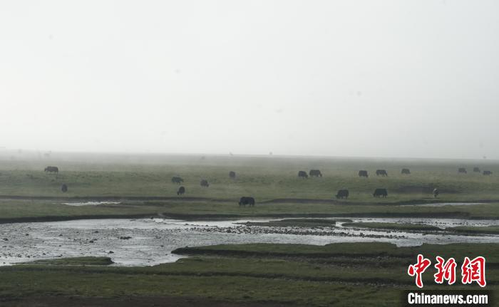 圖為成群牦牛在草灘上覓食、漫步，宛如靜美水墨畫(huà)?！●R銘言 攝