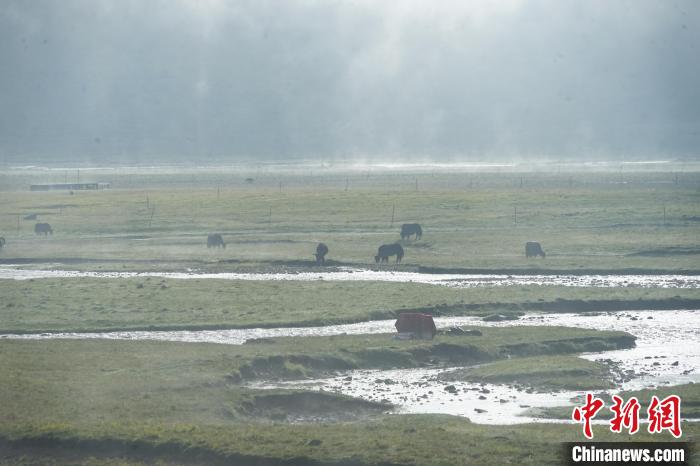 圖為成群牦牛在草灘上覓食、漫步，宛如靜美水墨畫(huà)?！●R銘言 攝