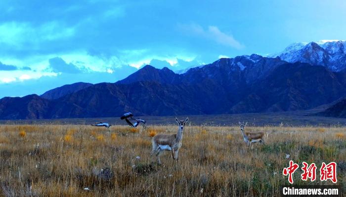 黑頸鶴、鵝喉羚多種野生動(dòng)物“同框”現(xiàn)身青海都蘭湖國(guó)家濕地公園