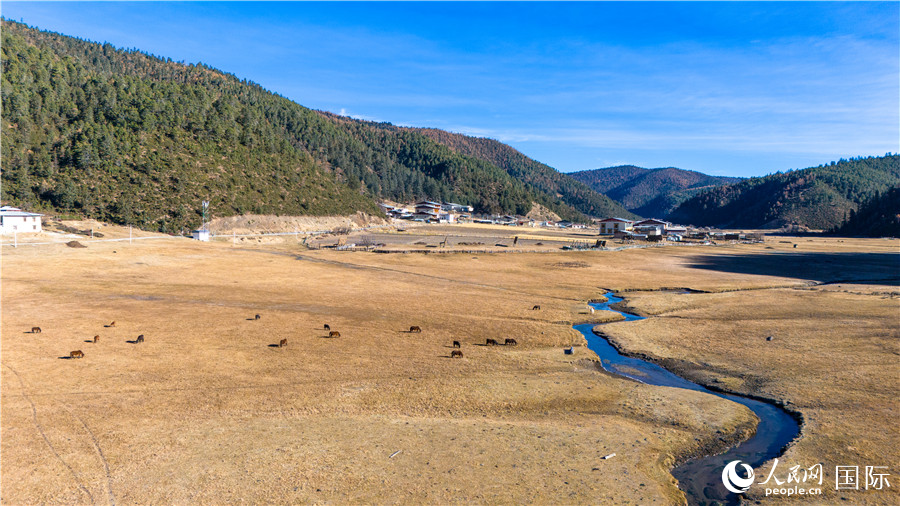 香格里拉國家公園內(nèi)的高山草甸。人民網(wǎng)記者 虎遵會攝