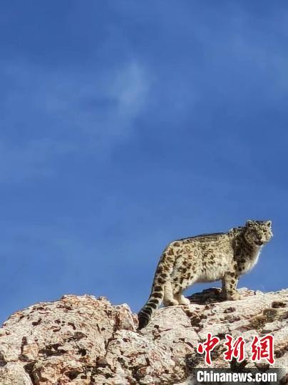雪豹“巡山”！黃河源頭生態(tài)管護(hù)員近距離偶遇雪豹